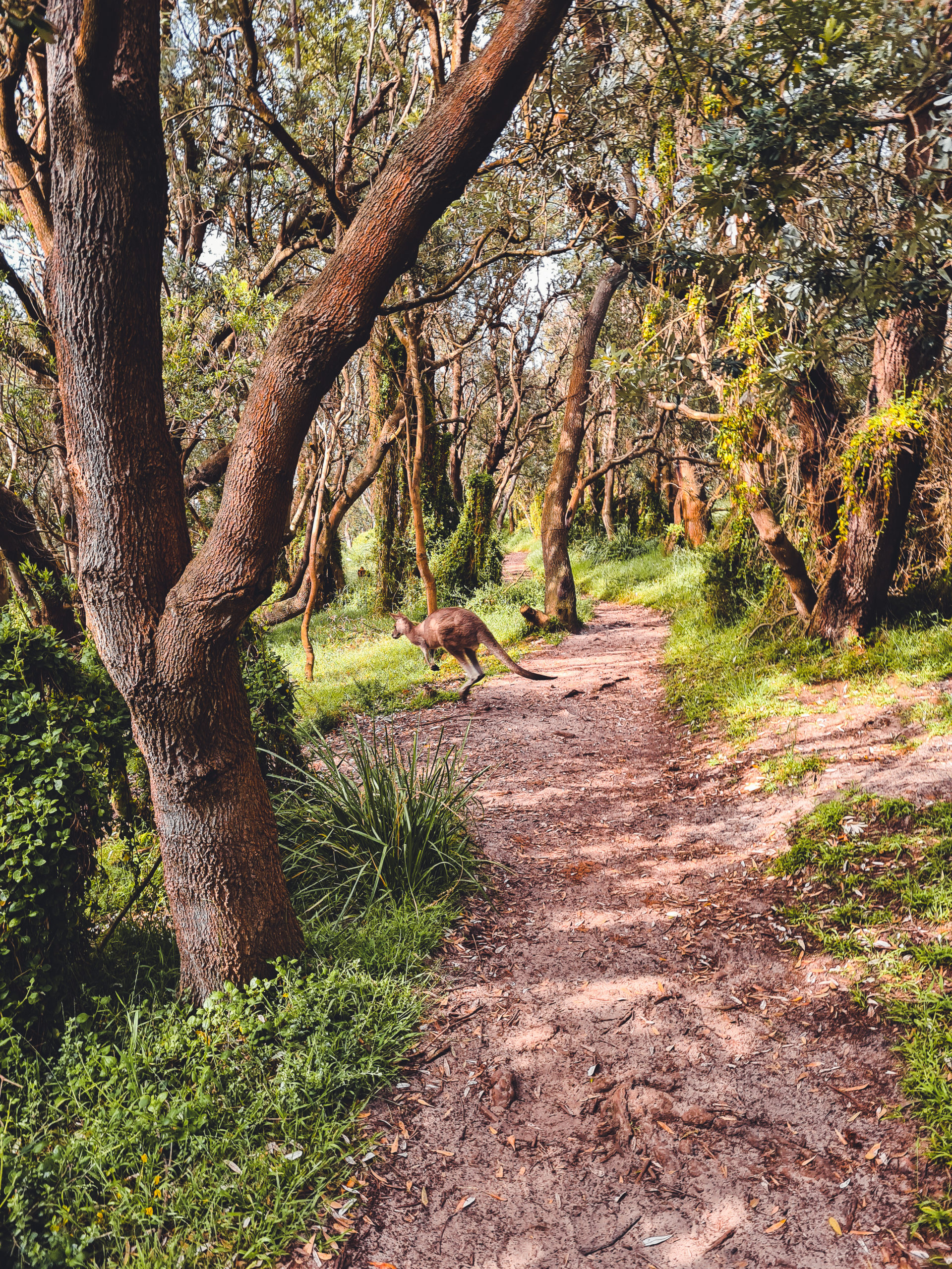 Bushrangers Bay Walk kangaroo