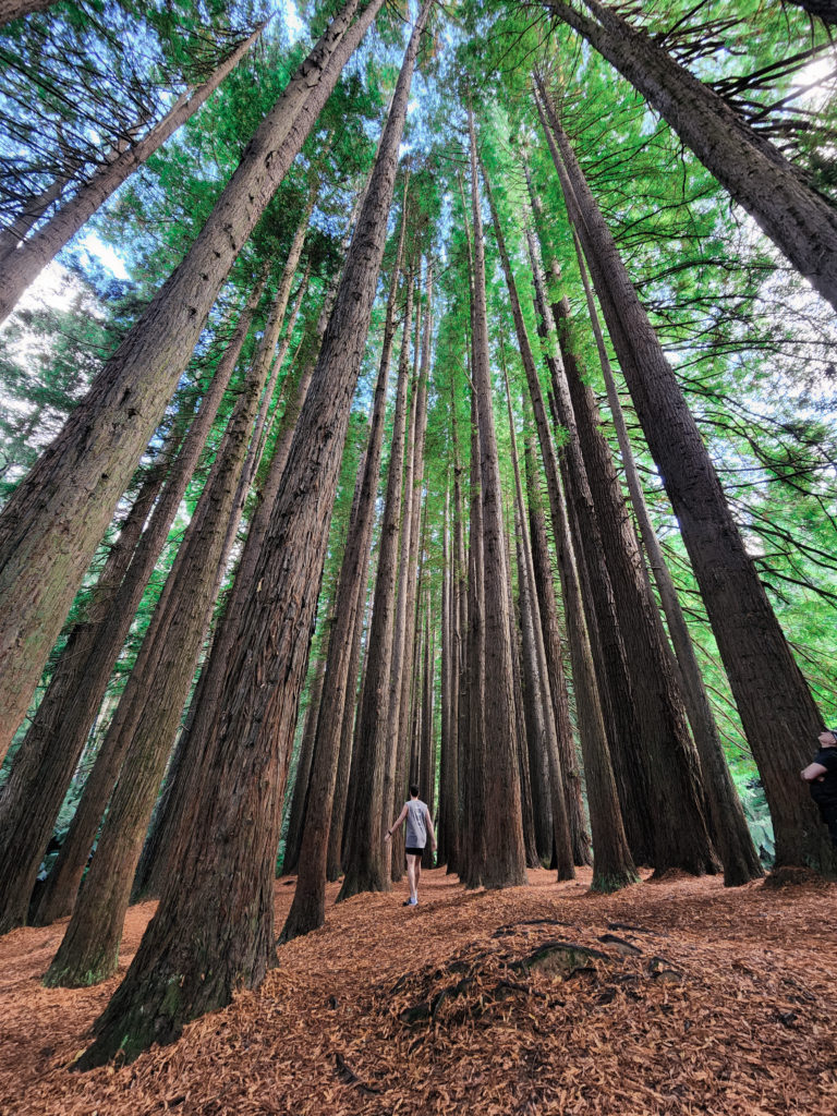 Redwood Forest Otways