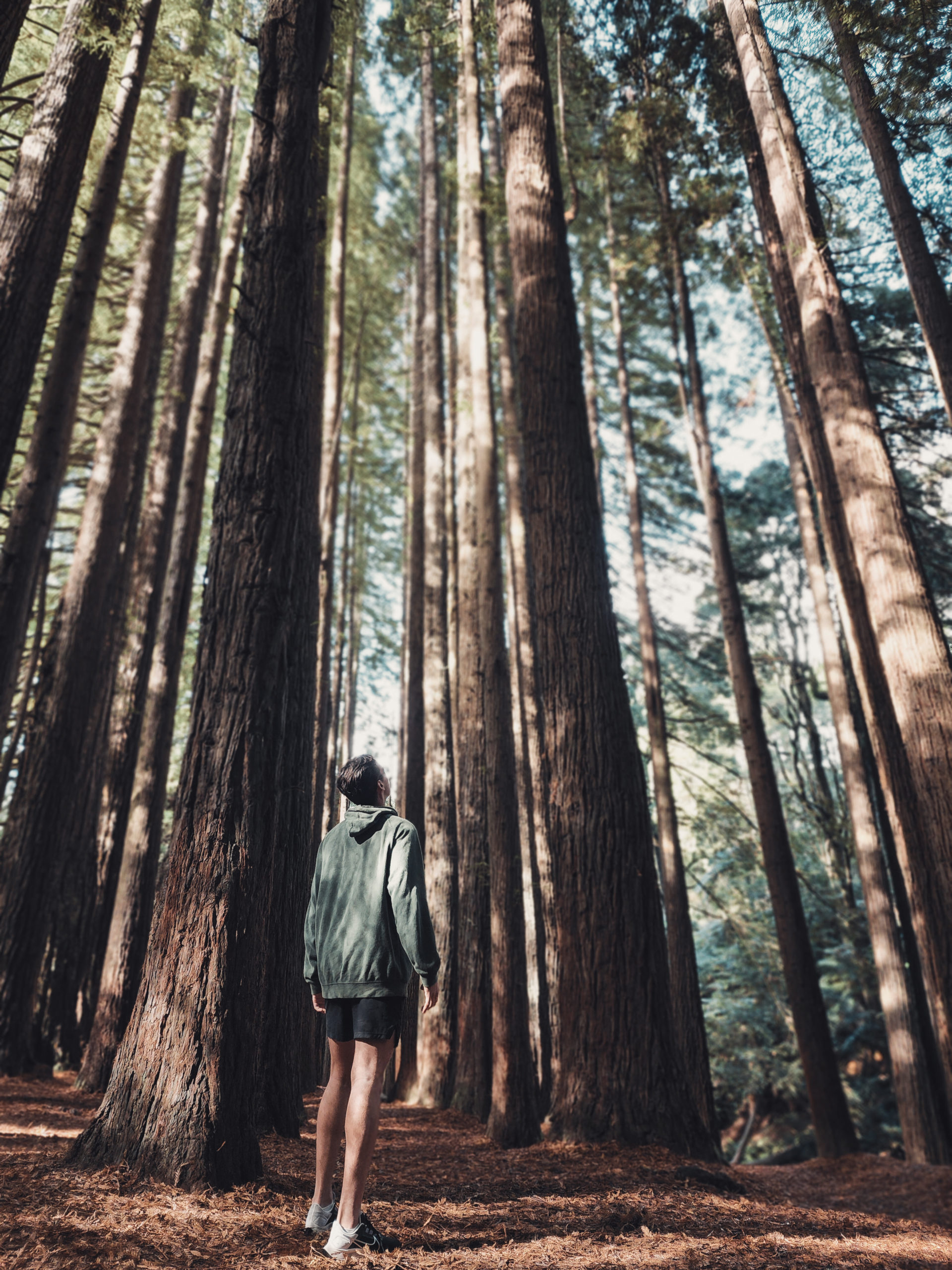 Redwood Forest Ky