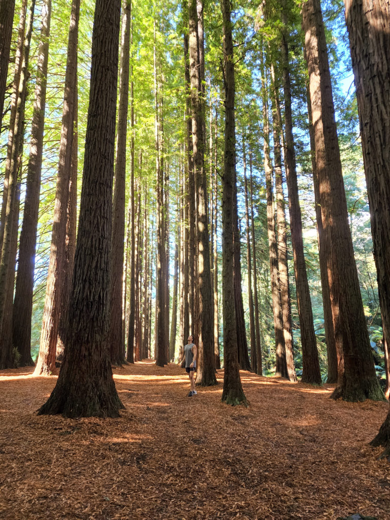 Redwoods Otways