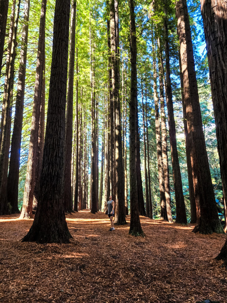 Otways Redwood Forest