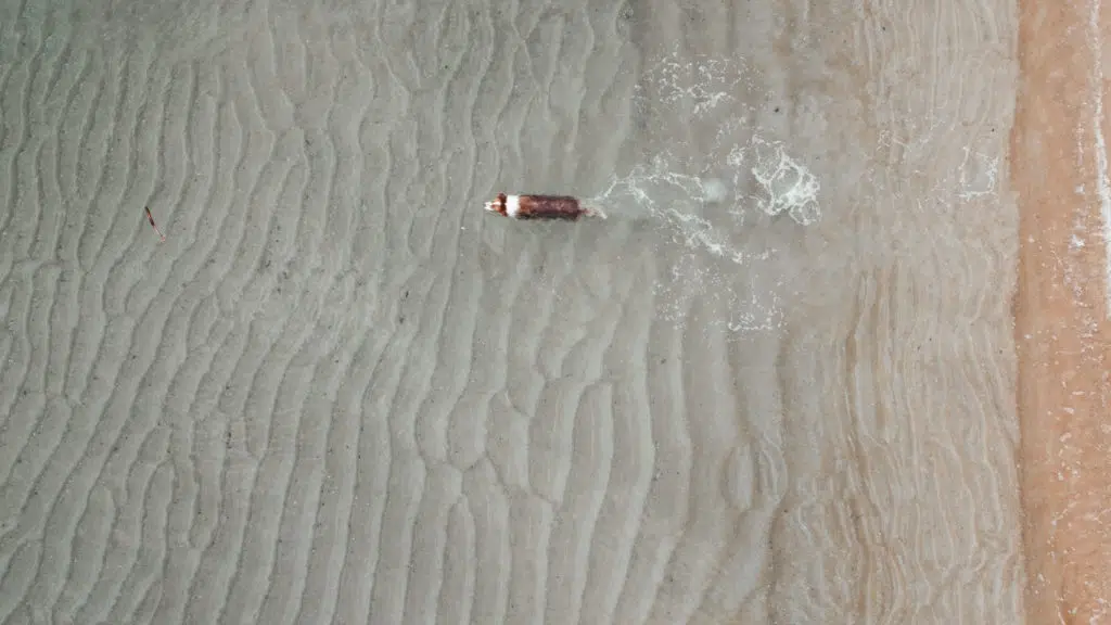 Border Collie swimming
