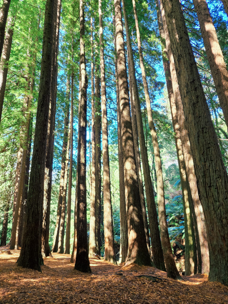 The Otwards Redwood Forest
