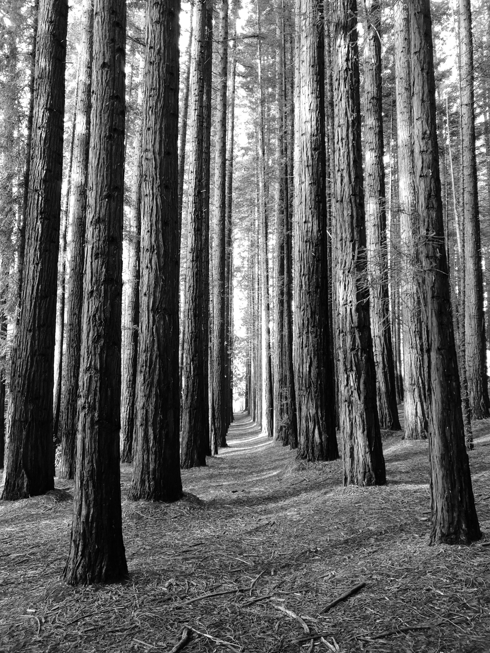 Redwood Forrest 2018 - 3