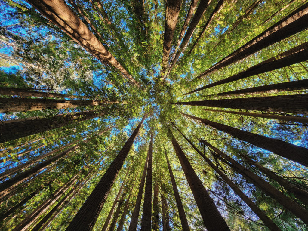 The Otwards Redwood Forest