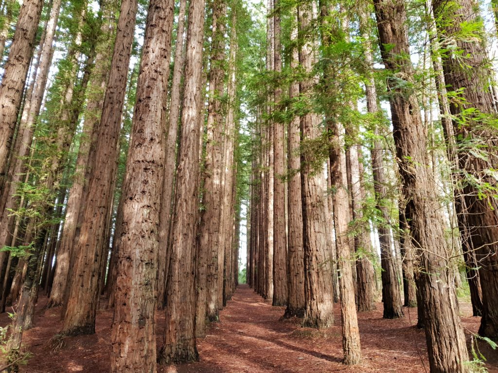 Warburton redwood forest day trip melbourne things to do victoria