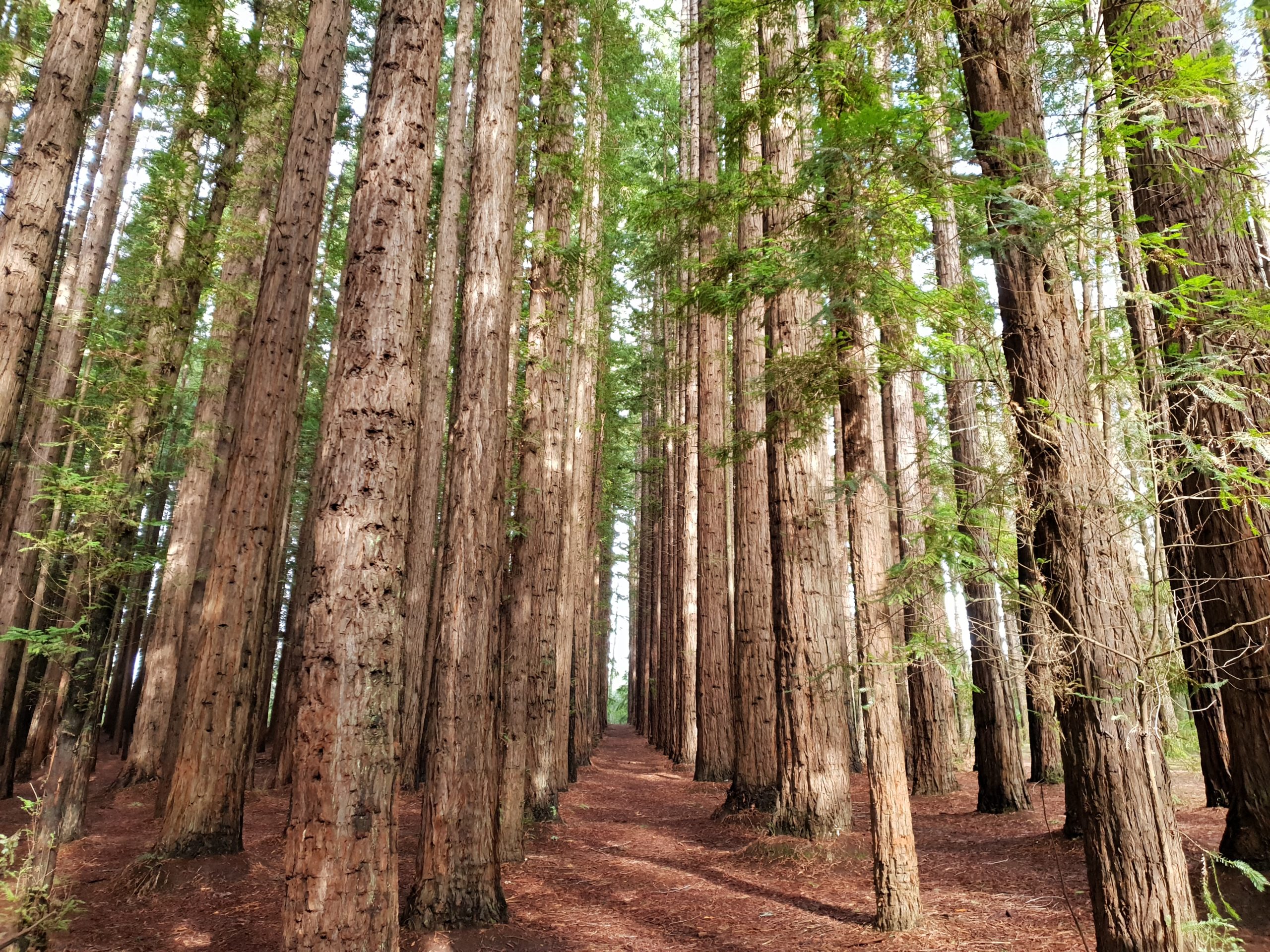 are dogs allowed in the redwood forest