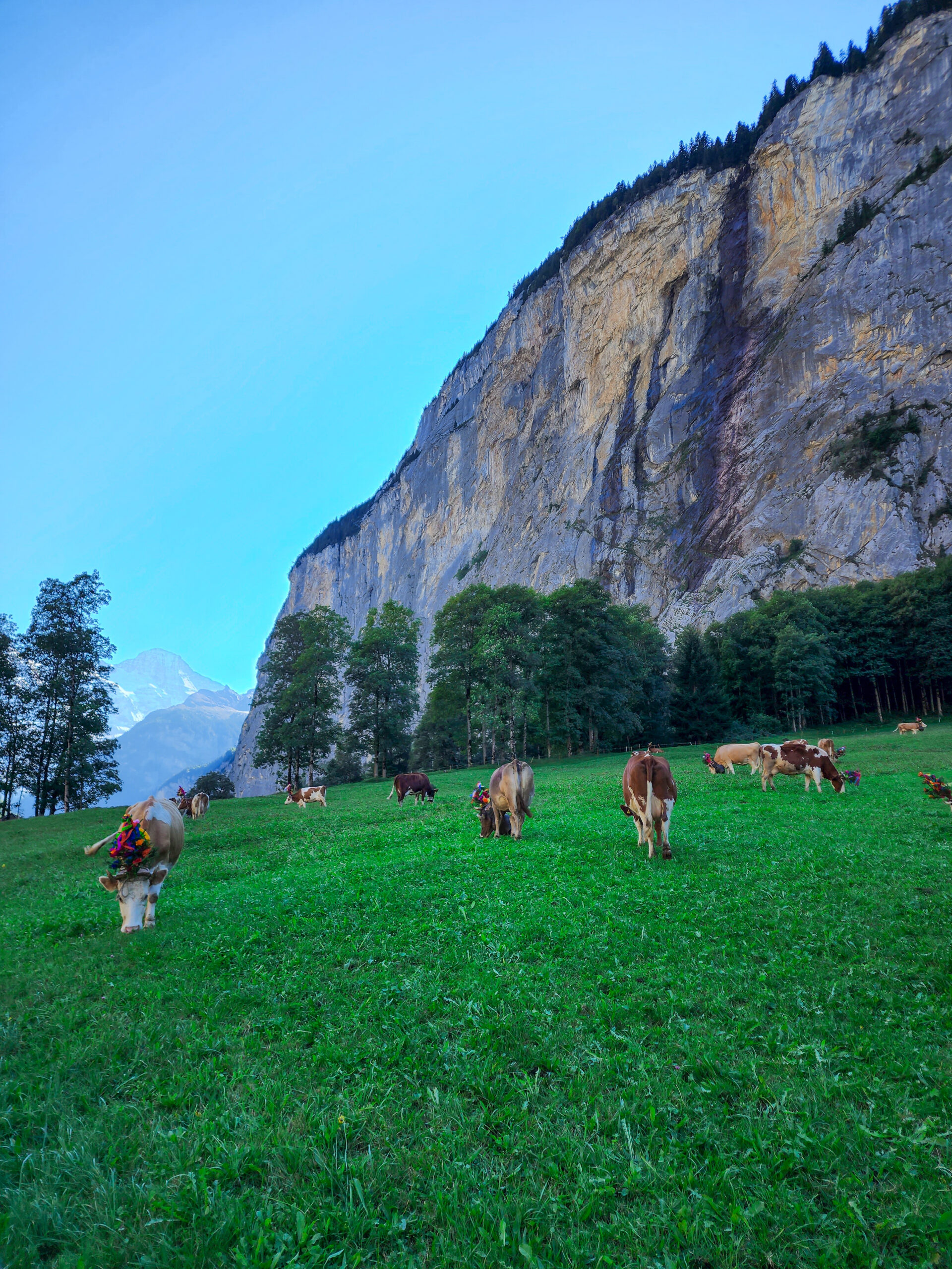 Hiking jungfrau lauterbrunnen valley cows