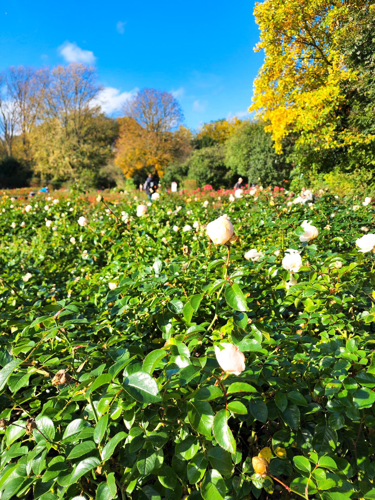 Vondelpark amsterdam rose garden
