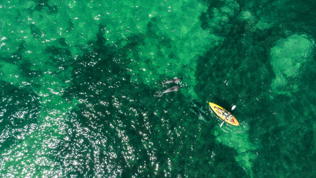 drone mornington peninsula dolphins swim somers