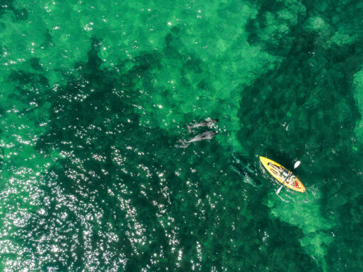 drone diaries dolphins somers mornington peninsula
