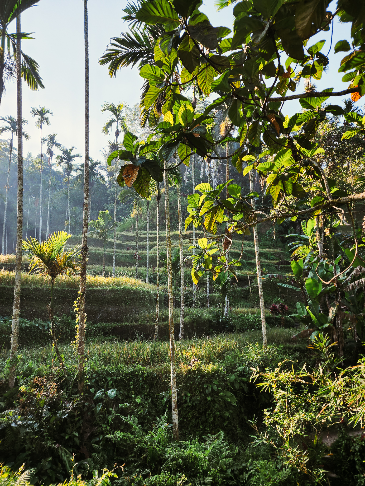Tegalalang Ceking Rice Terrace ubud what to know visit: