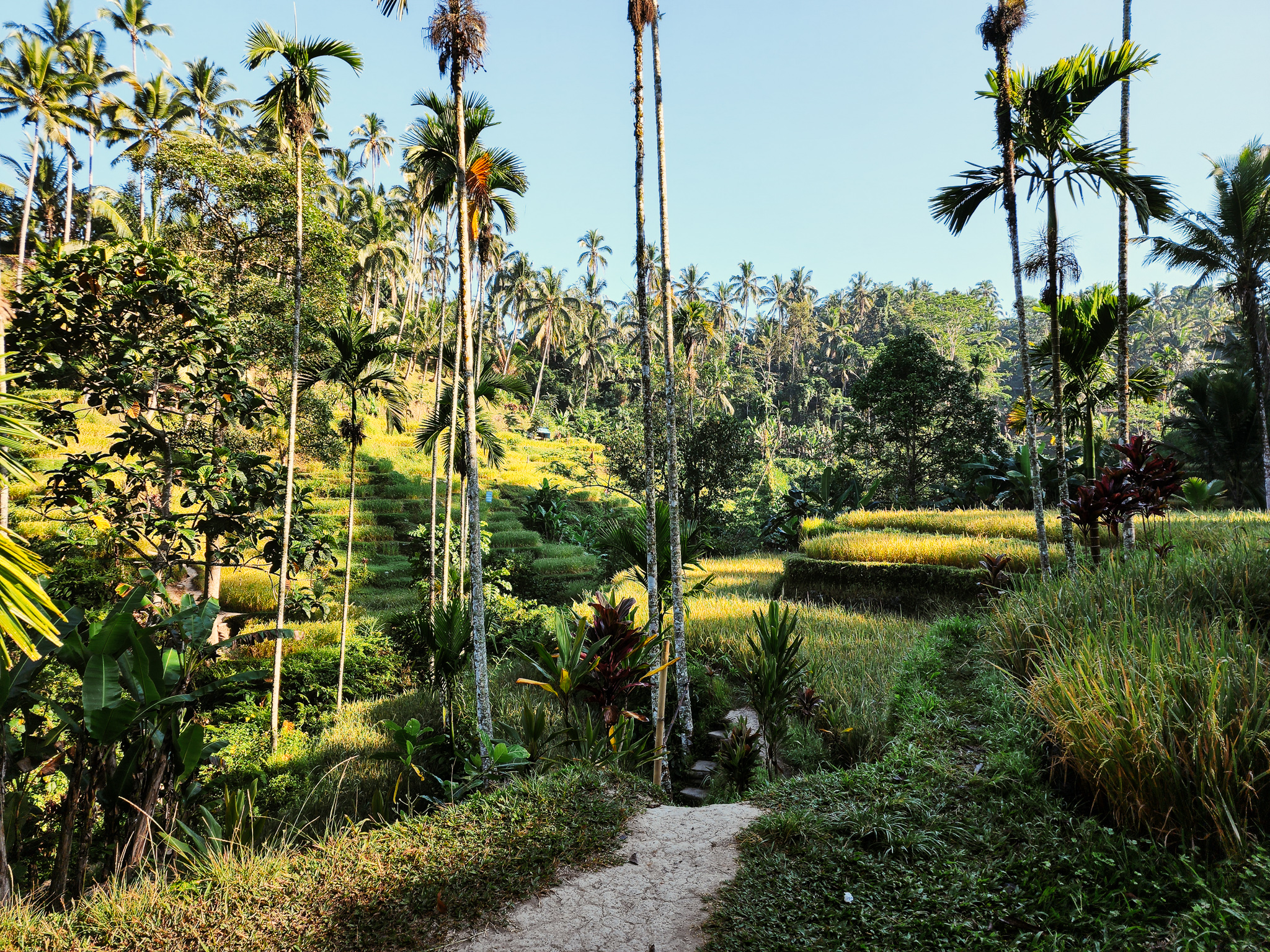 rice terrace ubud bali where to visit tips day trip