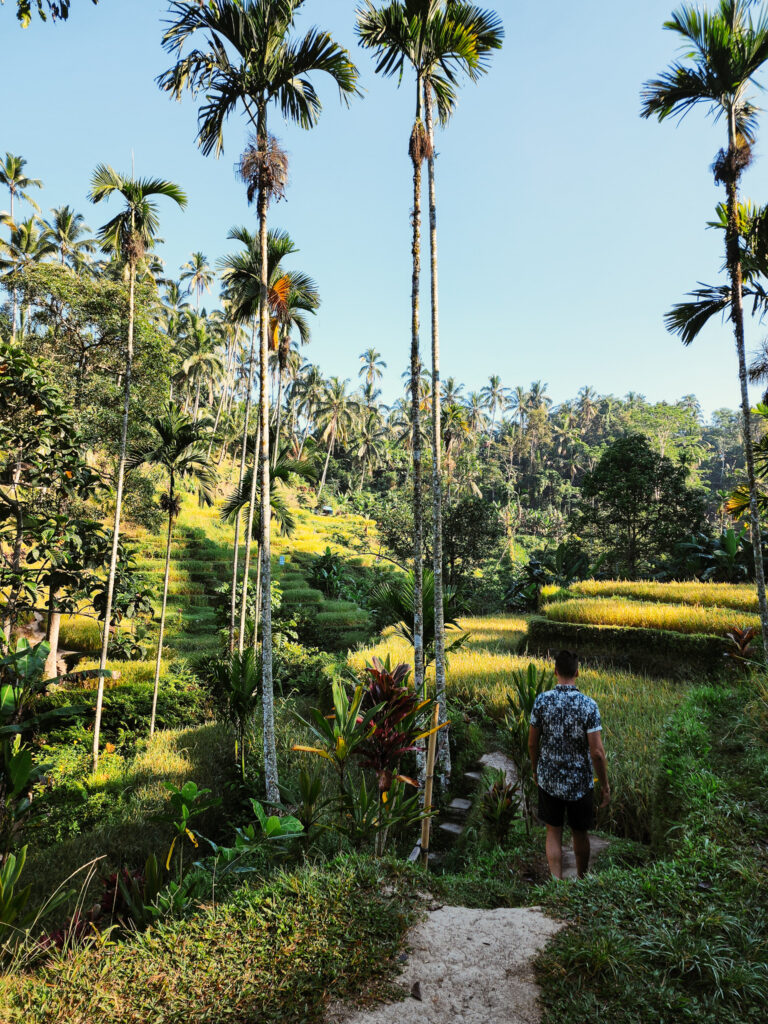 Tegalalang Ceking Rice Terrace ubud what to know visit: