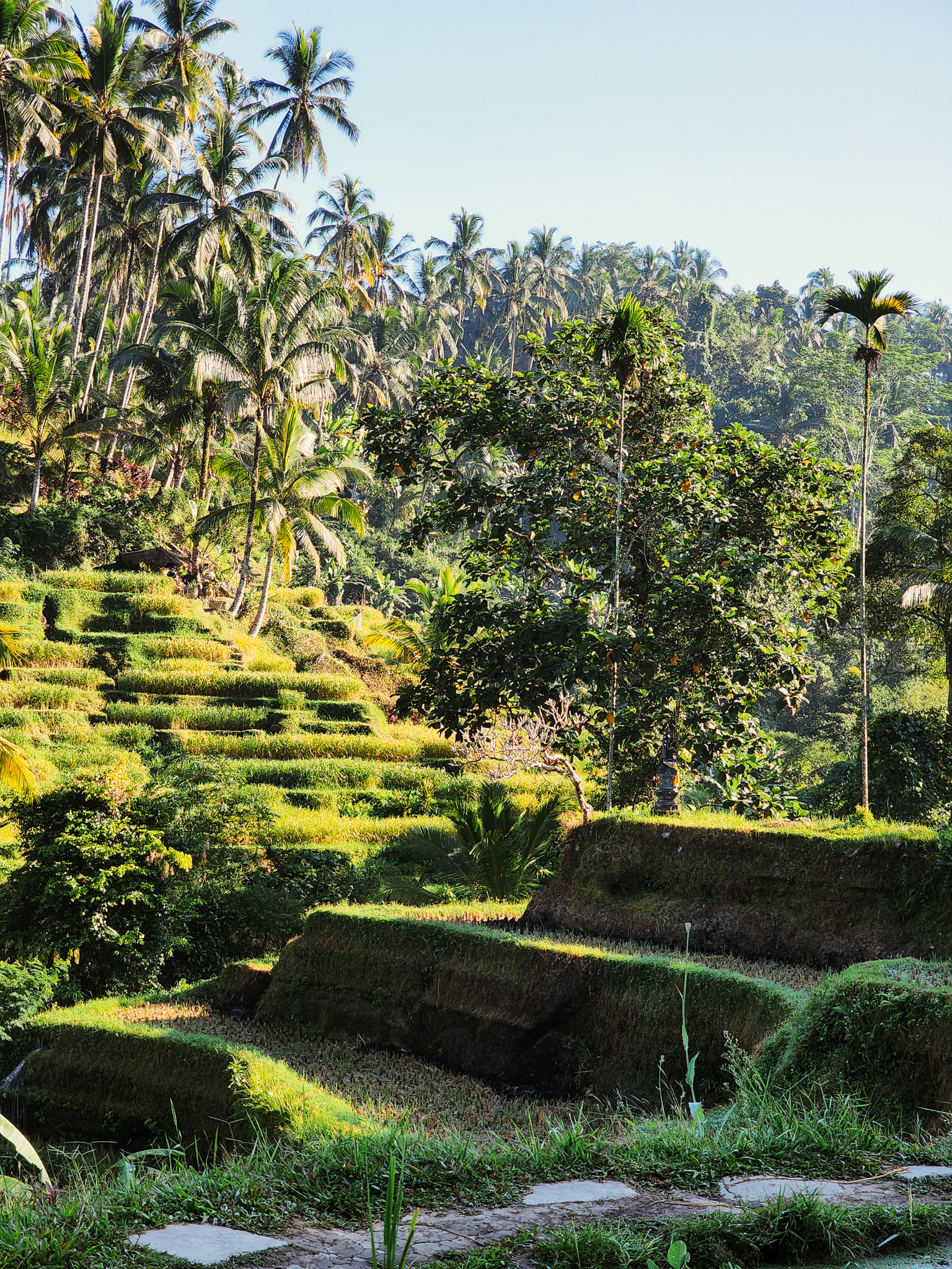 day trip ubud where to visit bali indonesia rice terraces