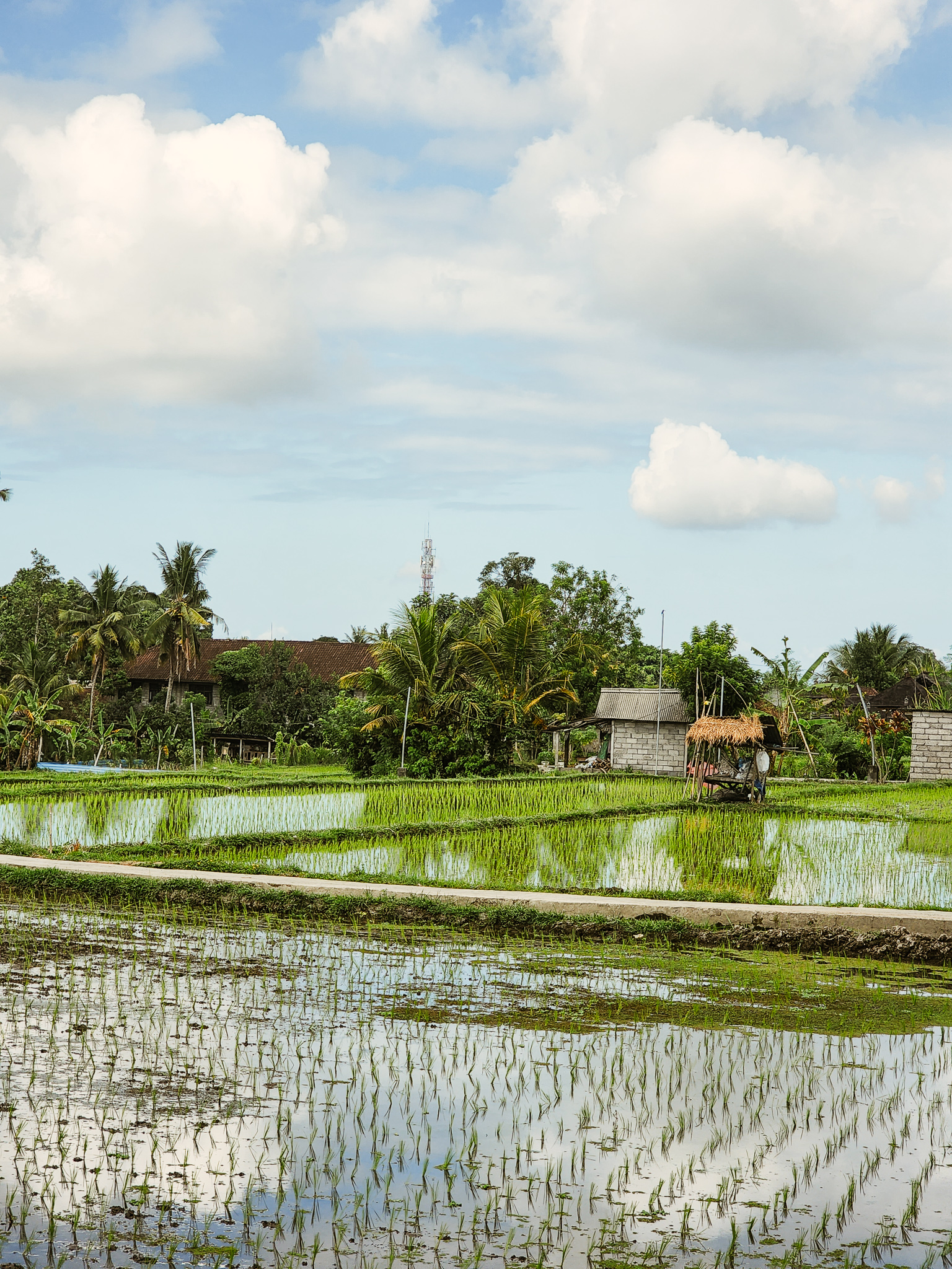 rice terraces of ubud hidden gem Tegalalang Ceking Rice Terrace bali