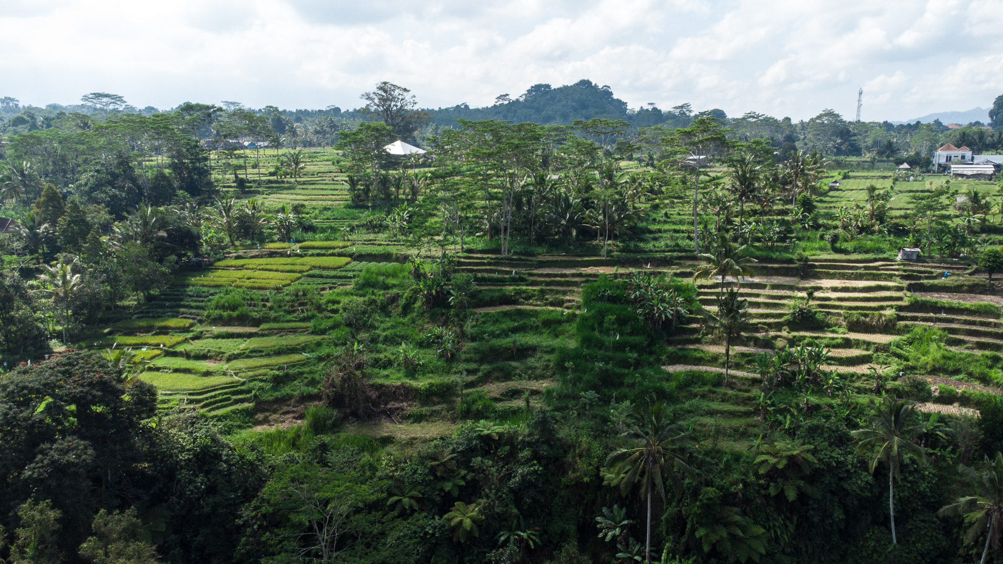 where are the best rice terraces in bali ubud indonesia