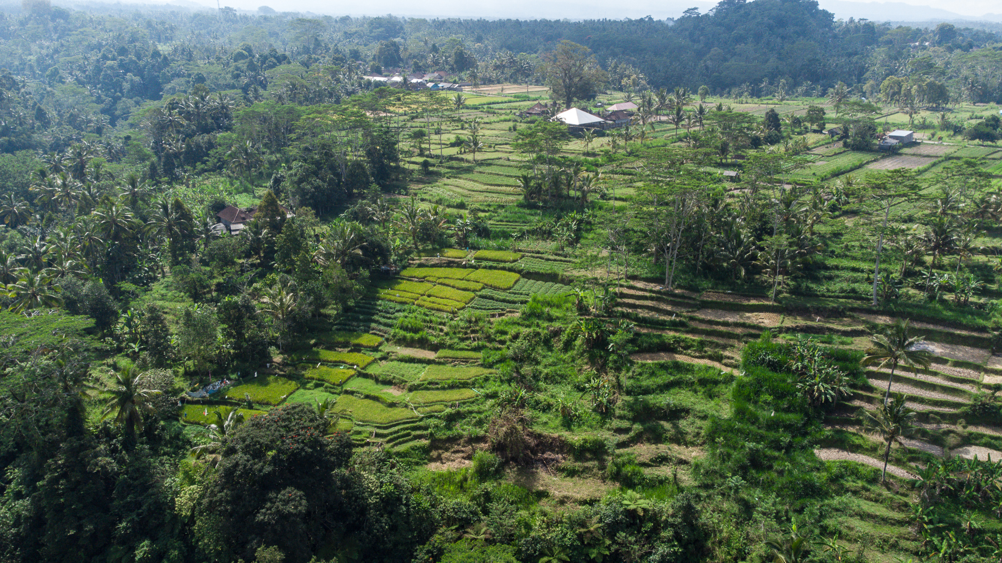 drone ubud rice terrace bali indonesia day trip