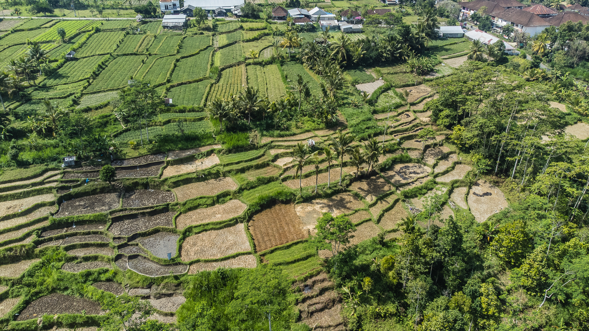 where to stay in ubud bali rice terraces