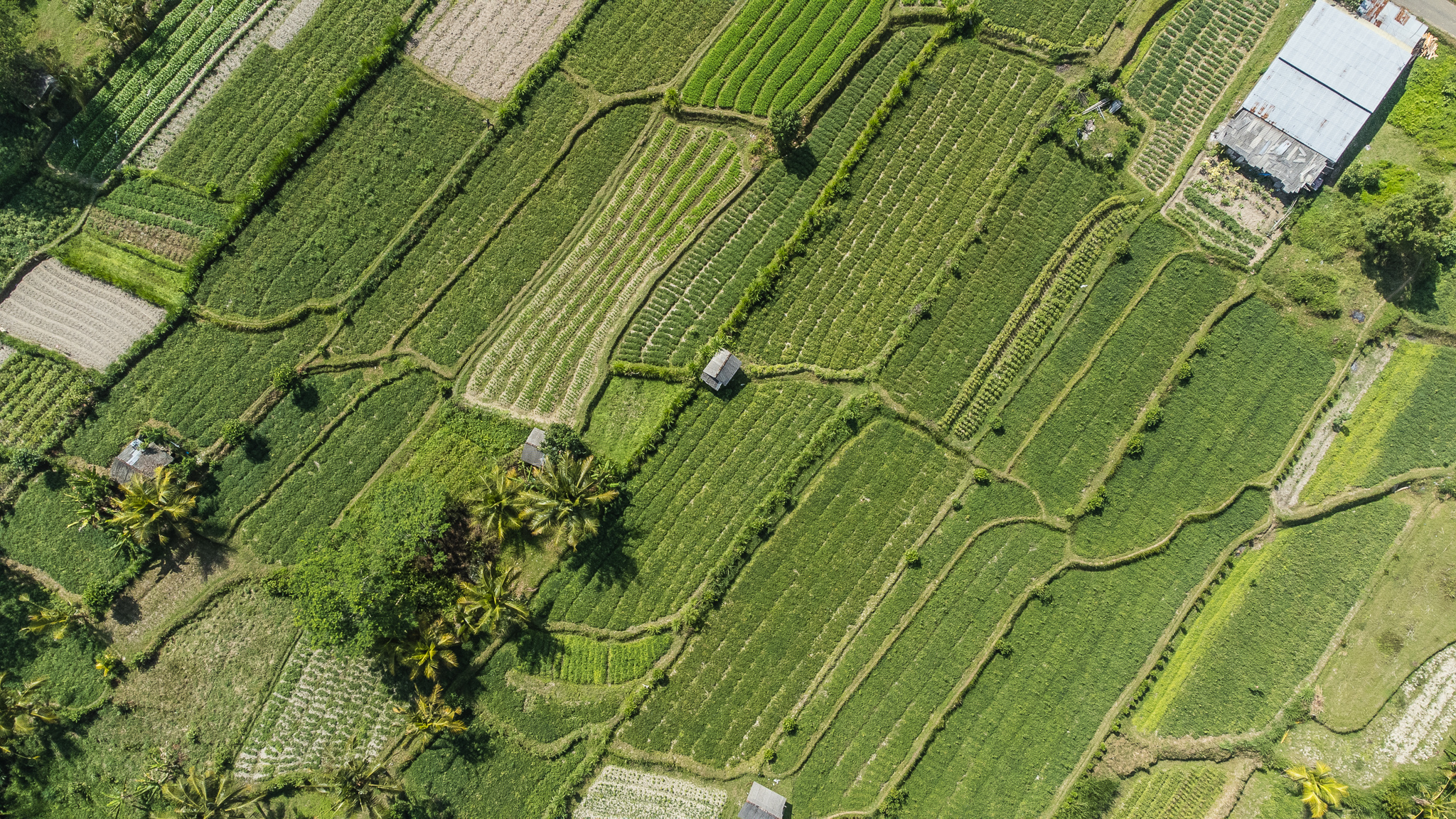 rice terrace ubud bali where to visit tips day trip