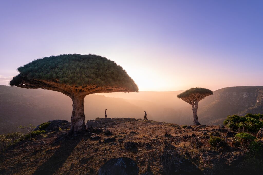 socotra island yemen tree