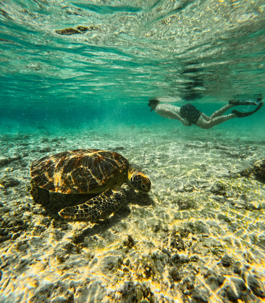 best snorkelling spot gili trawangan turtle point bali indonesia