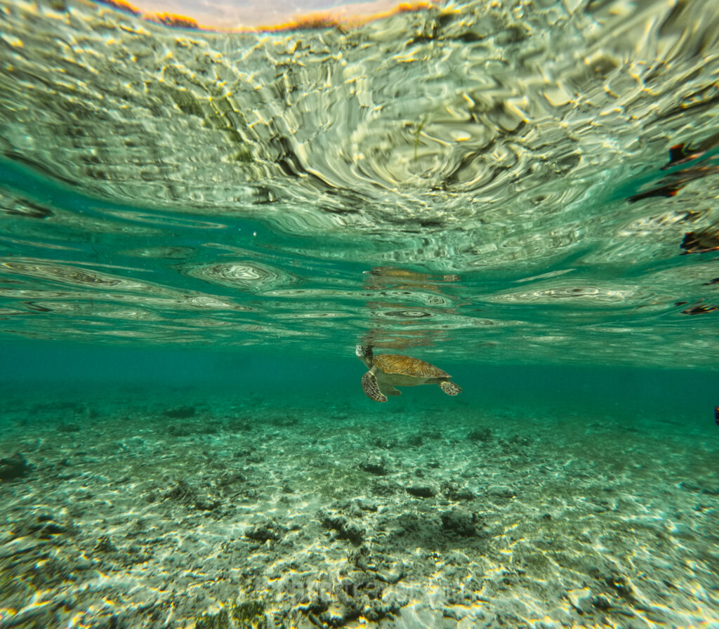 best snorkelling spot gili trawangan turtle point bali indonesia