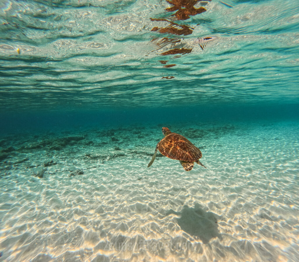 best snorkelling spot gili trawangan turtle point bali indonesia underwater statute gili meno