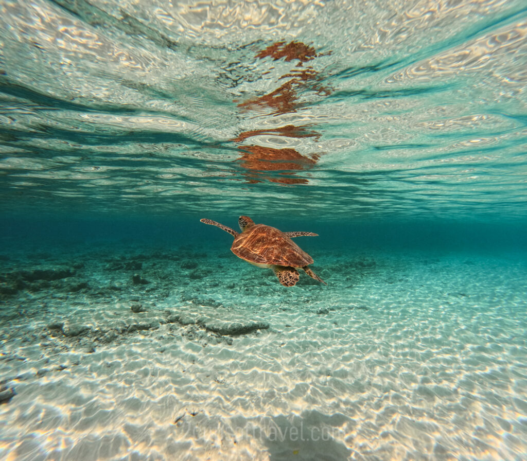 gili trawangan bali indonesia should i visit island guide snorkelling turtles