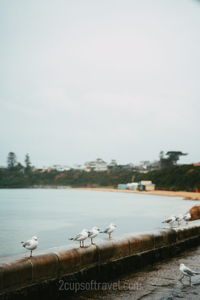 day trips to the mornington peninsula victoria things to do