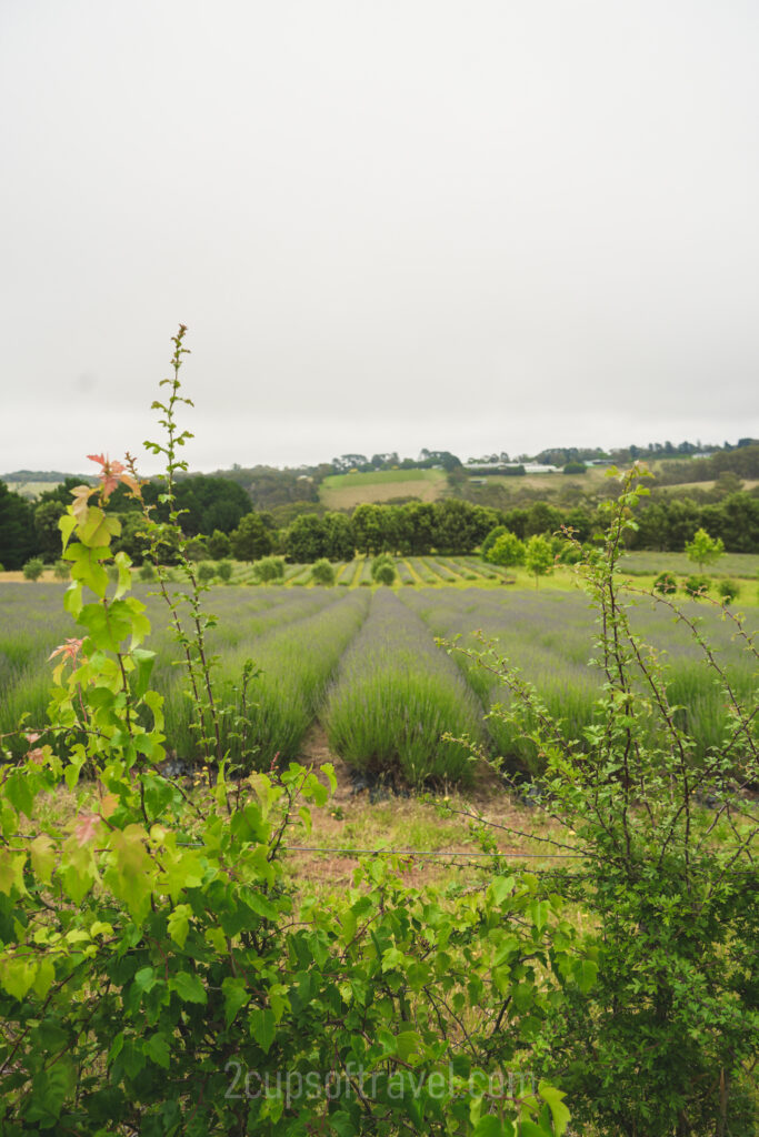 johnny ripe red hill lavender farm day trip walk pictures mornington peninsula