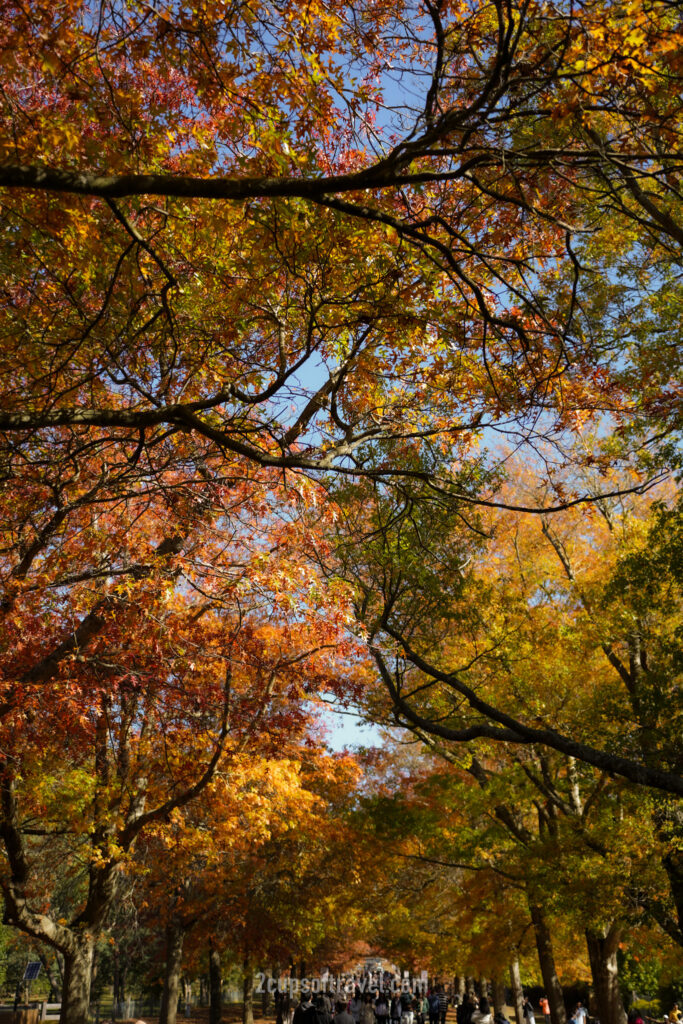 what is the best time of year to visit mt macedon victoria day trip autumn