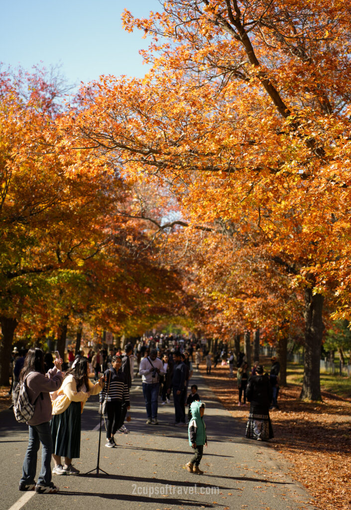 honour avenue mount macedon how busy when to visit autumn