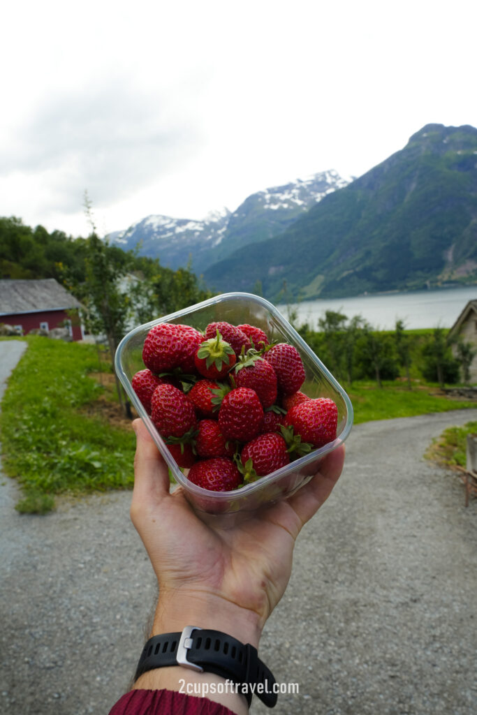 fruit farm in norway odda strawberries apple orchards things to do hardangerfjord