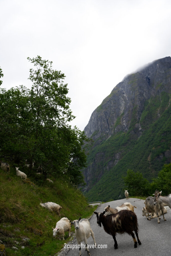 bakka gudvangen day trip norway voss aurland flam