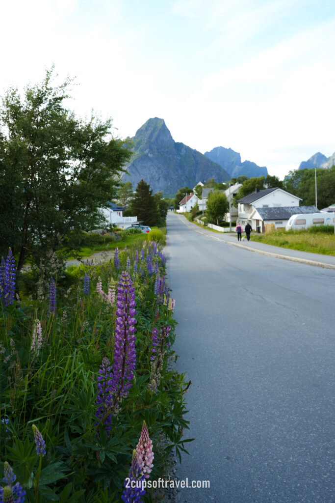 things to do reine lofoten islands should i visit what to know