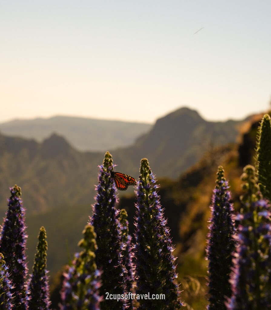 bucket list hike madeira pr1 pico do arieiro to pico ruvio guide