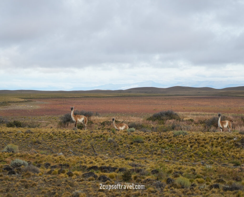 should i visit el chalten things to do patagonia ruta 40 ruta 23 best views