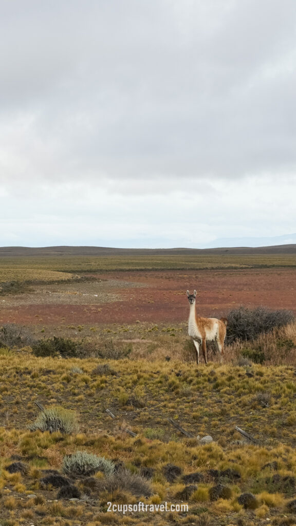 guanaco driving ruta 40 and ruta 23 argentina el chalten patagonia mirador fitzroy hotel la leona