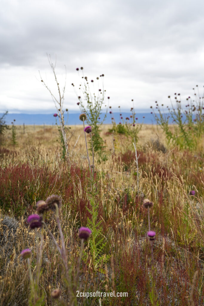 should i visit el calafate things to know guide patagonia