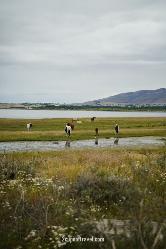 should i visit el calafate things to know guide patagonia