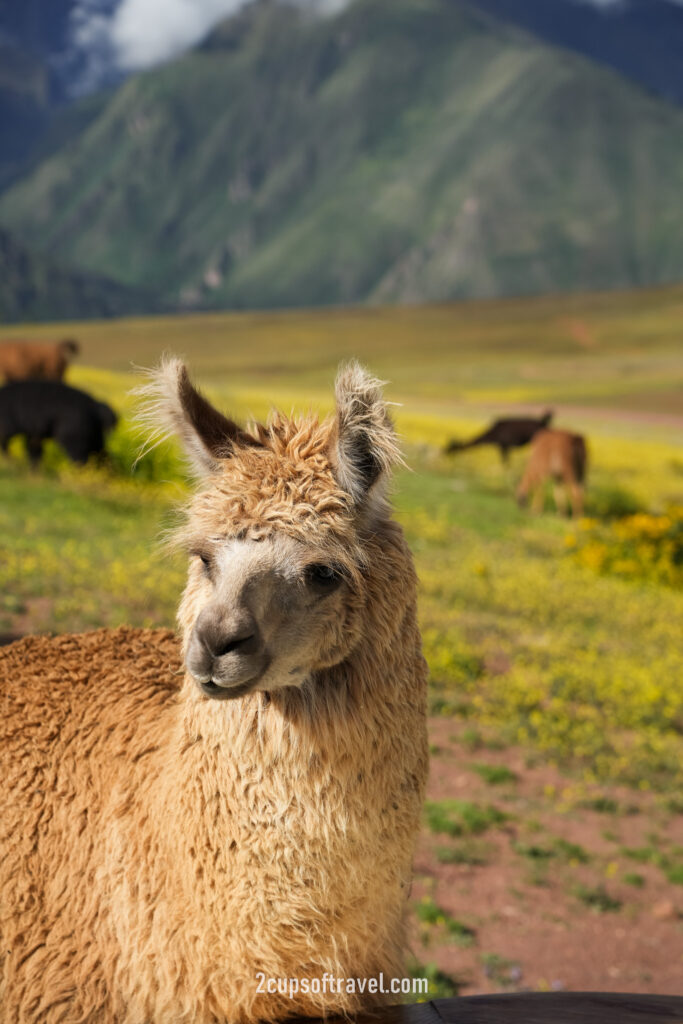 mountain view experience peru sacred valley bucket list do not miss airbnb feed llamas in hot tub