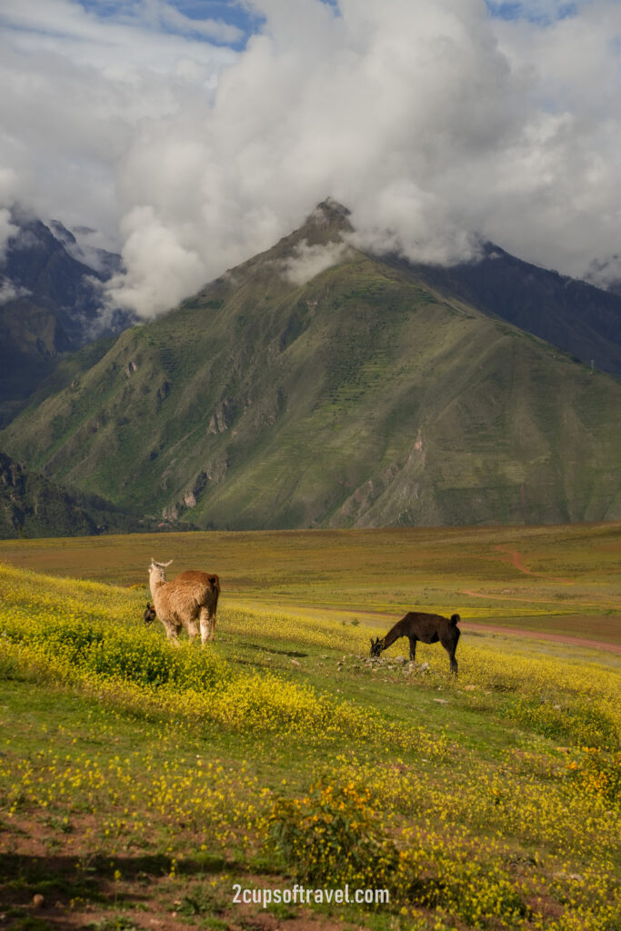 mountain view experience peru sacred valley bucket list do not miss airbnb feed llamas in hot tub