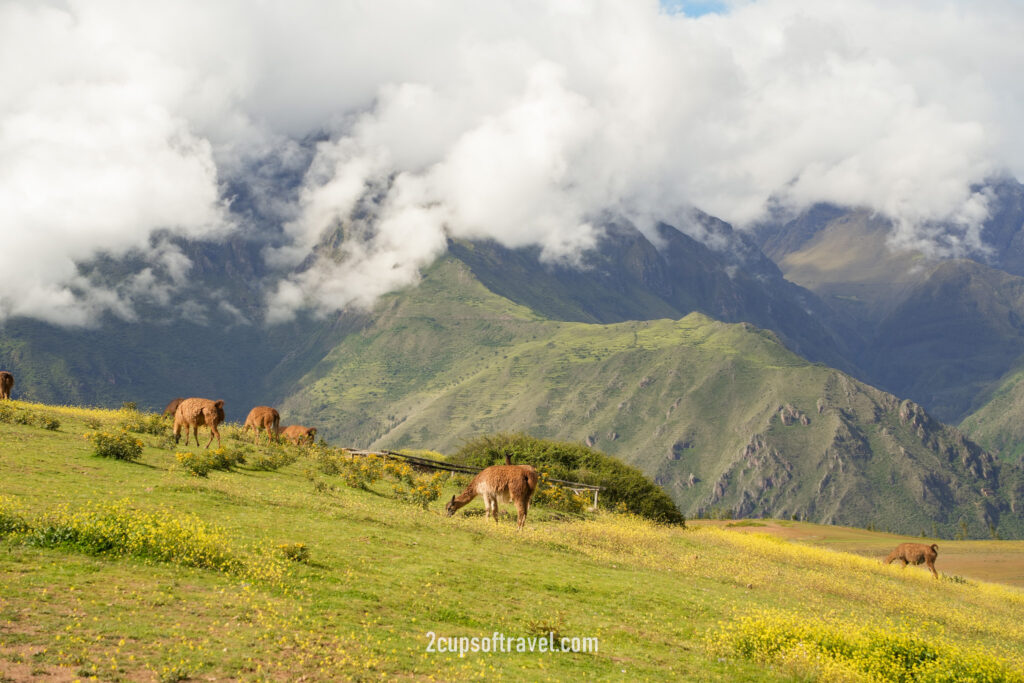 mountain view experience peru sacred valley bucket list do not miss airbnb feed llamas in hot tub