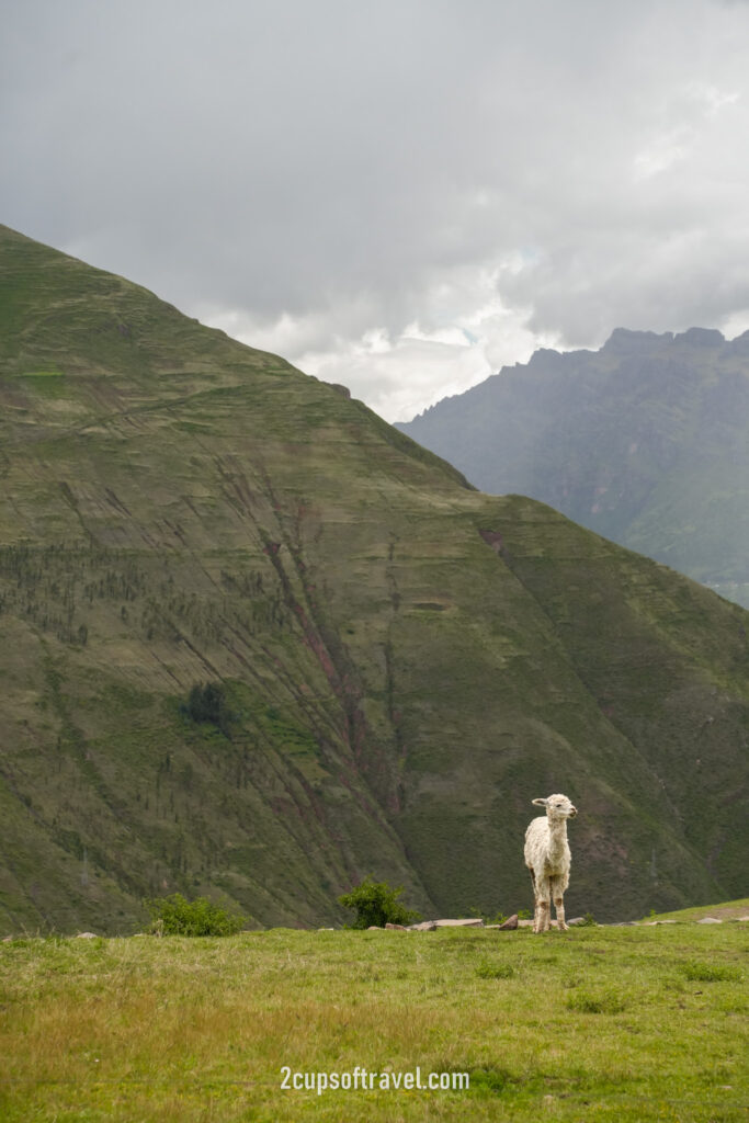 pisac historical inca ruins should i visit botelico turistico sacred valey guide cusco day trip