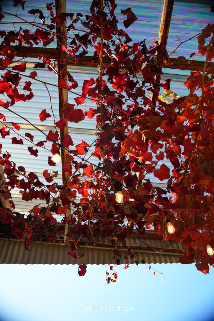 kinross winery should i visit wanaka queenstown road trip itinerary guide