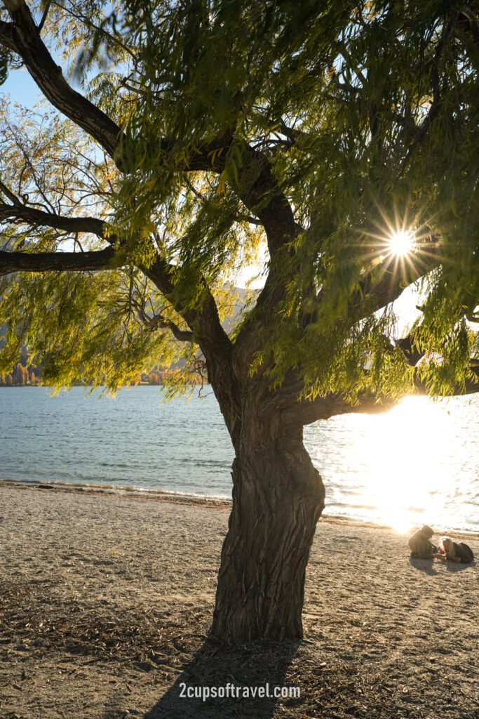 that wanaka tree guide itinerary things to do sunset