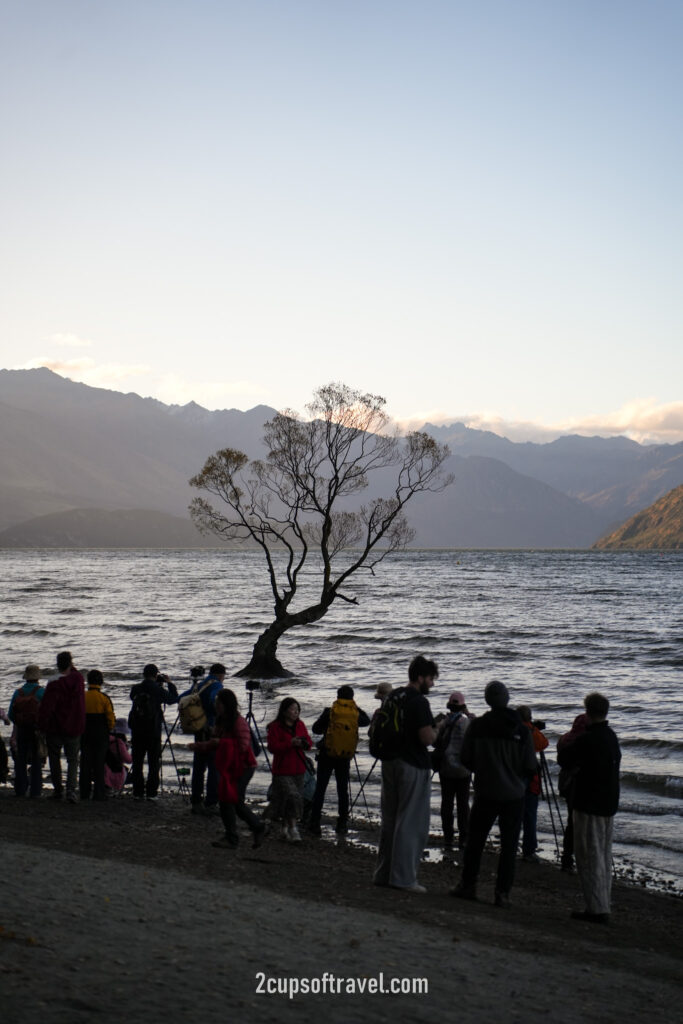 that wanaka tree guide itinerary things to do sunset