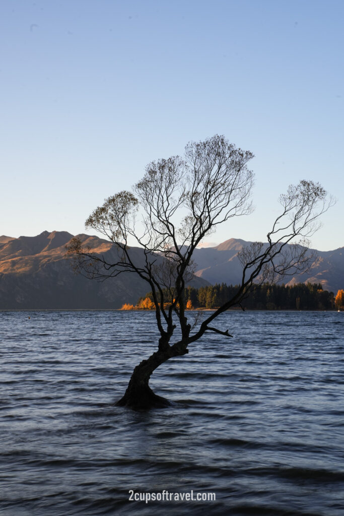 that wanaka tree guide itinerary things to do sunset
