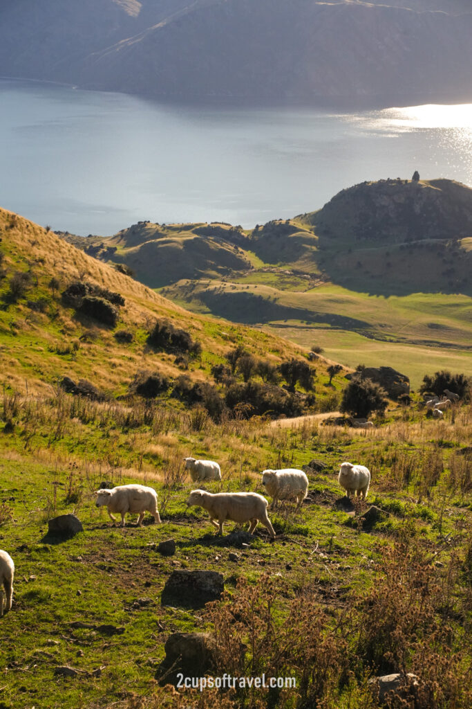 things to know before hiking roys peak wanaka queenstown day trip guide hike new zealand